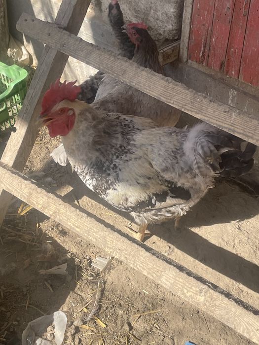 Мекендермен кораздар бар