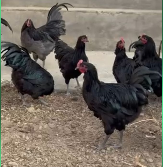 Австролоп куры и петух прошлогодние