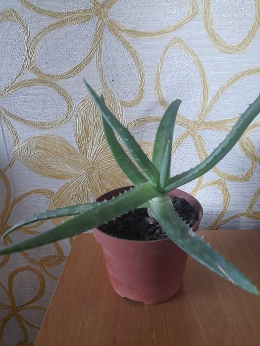 Алоэ лечебный    .