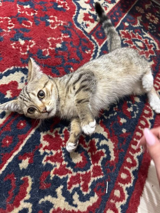 Красивая кошечка