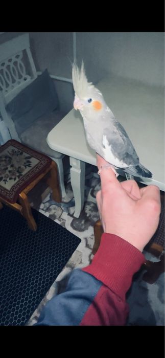 Ппапугай карелла