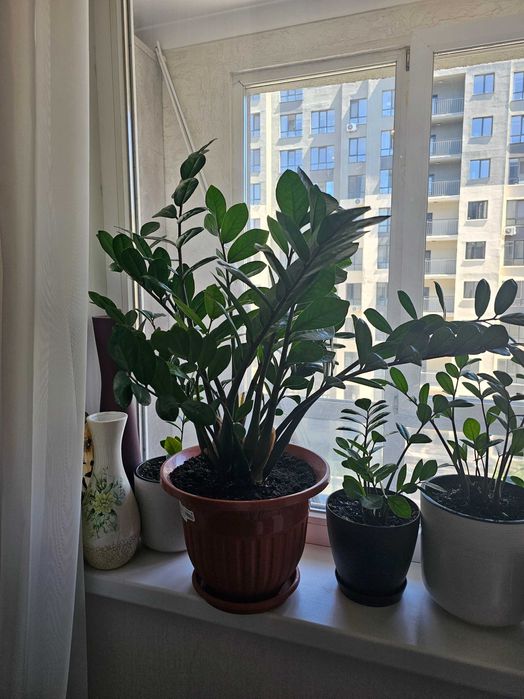 Продам замиокулькас (денежное дерево).