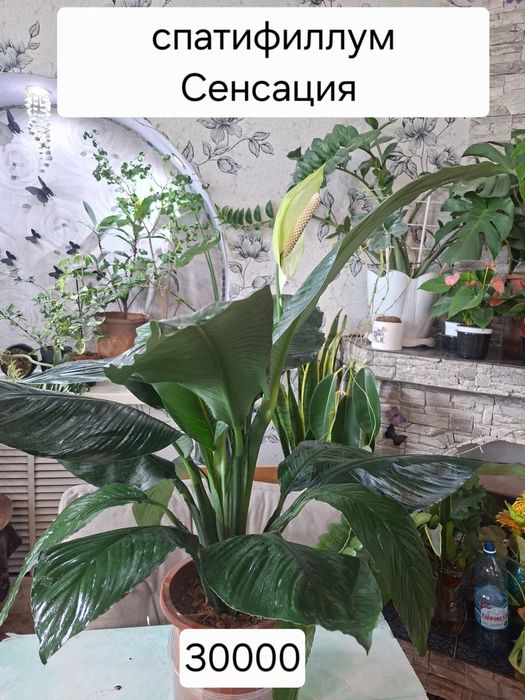 Продам спатифилум Сенсация