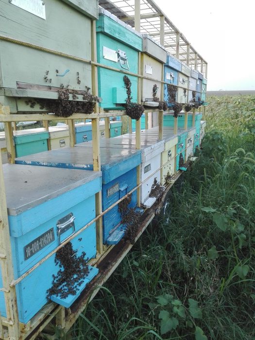 Vând remorcă apicolă