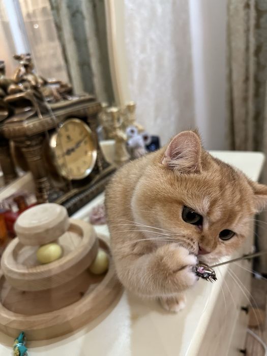 Kотята зoлотой шиншиллы