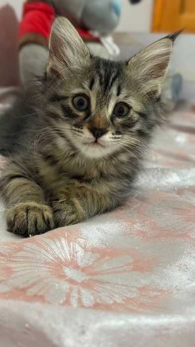 Котята брат и сестра пушистики