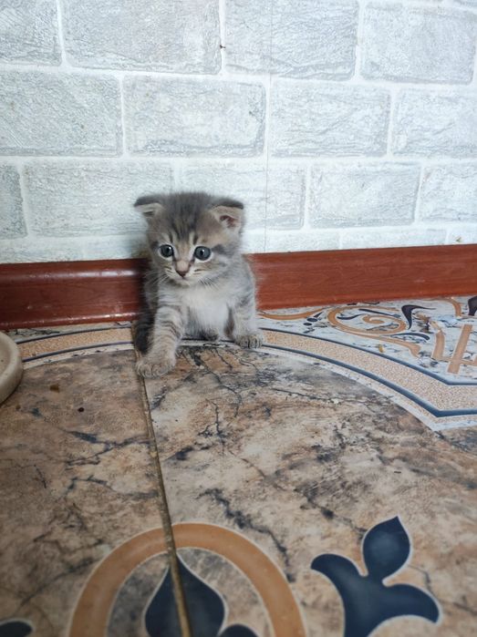 котята веслоухие