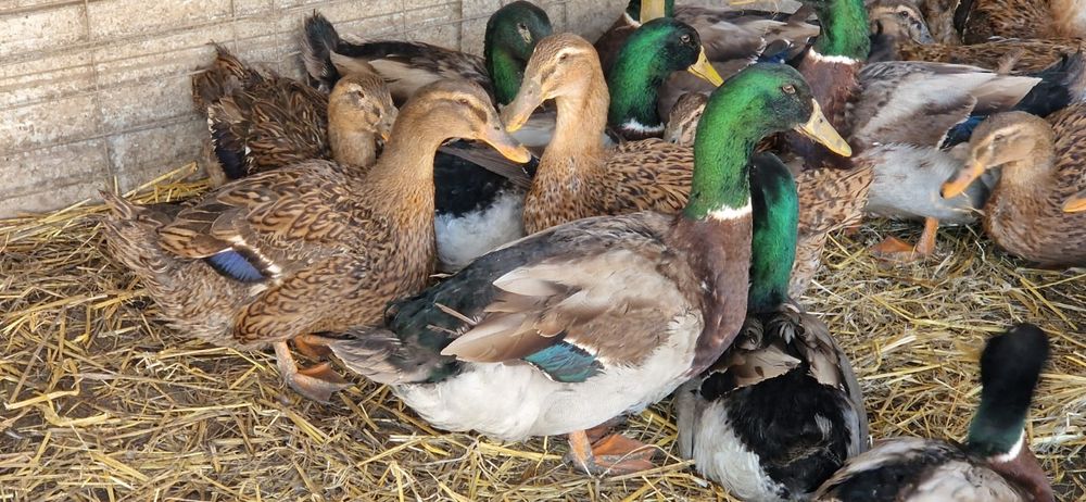 Oua rate rouen expozitie