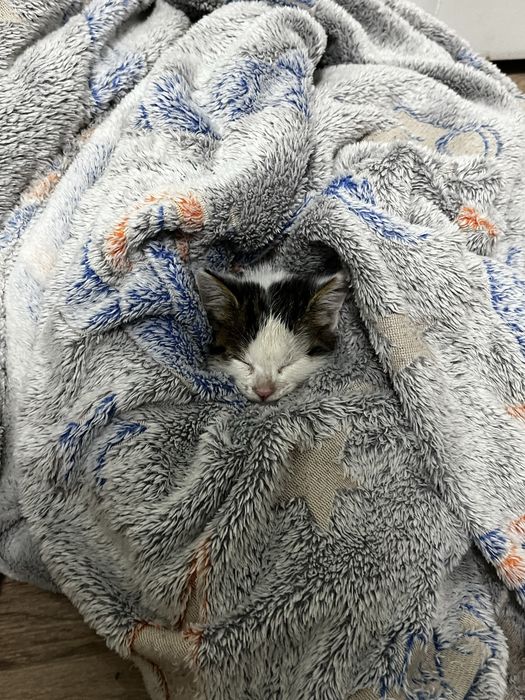 Котенок в добрые руки