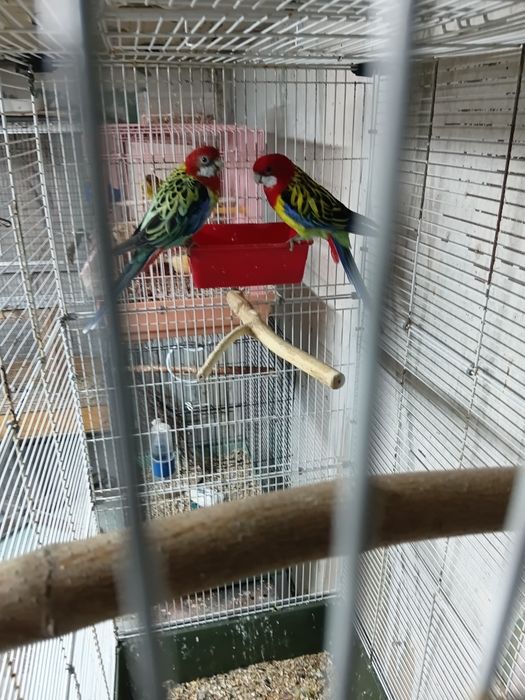 Пёстрая розела пара