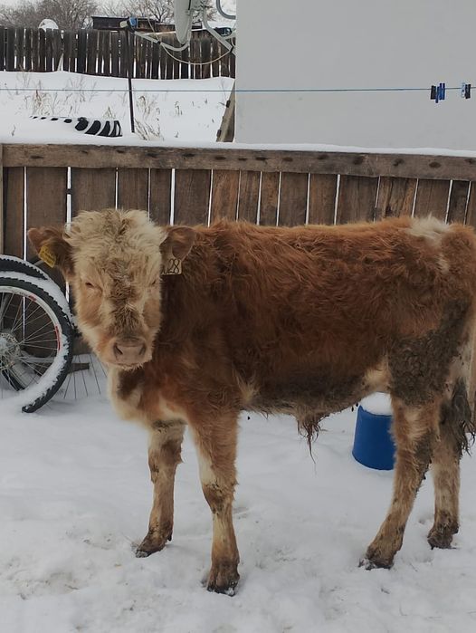 Продам бычка сементал