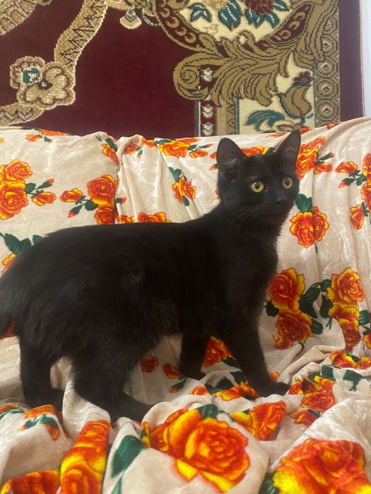 Отдам в добрые руки