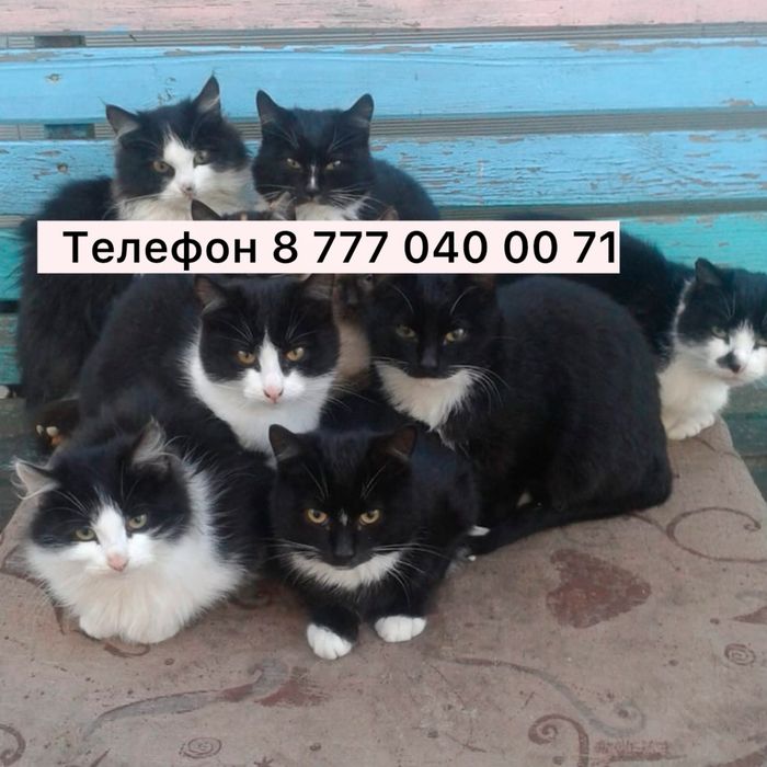 Котята ищут дом