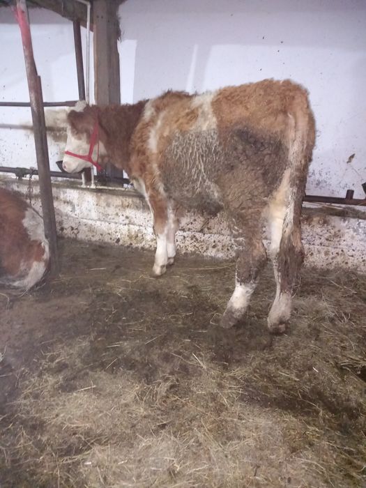 De vânzare doua junci