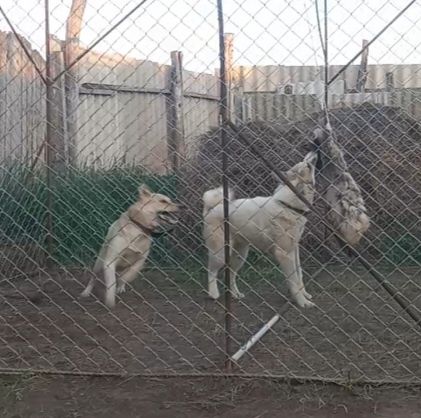 ЗСЛ ұрғашы сатылады