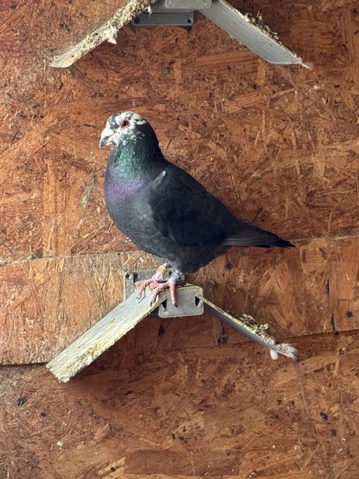 Porumbei voiajori bobati