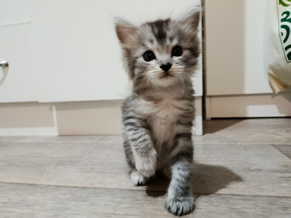 Продам котят, один мальчик и две девочки