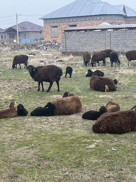 Козылы кой бар 11 бас