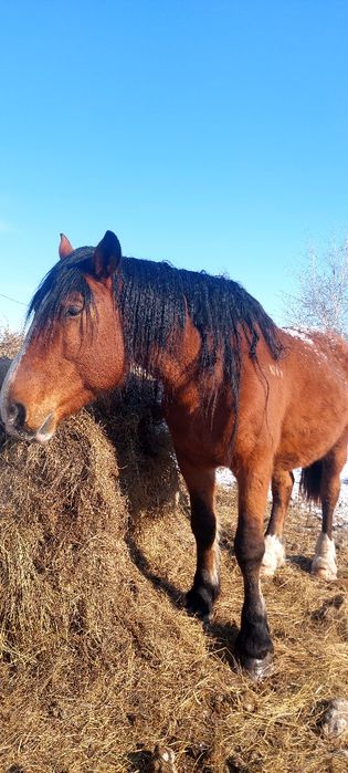 Продам или обмен жеребца