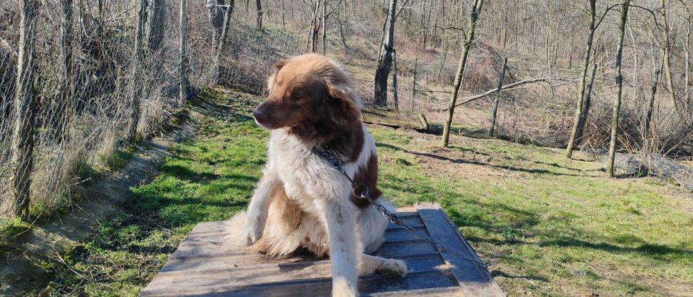 Rollo, pentru adoptie responsabila