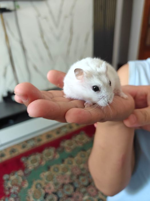 Продаётся джунгарский хомяк со всем необходимым.