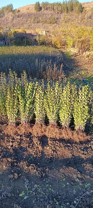 Лигуструм ovalifolium 0.60 лв  0.30 €брой