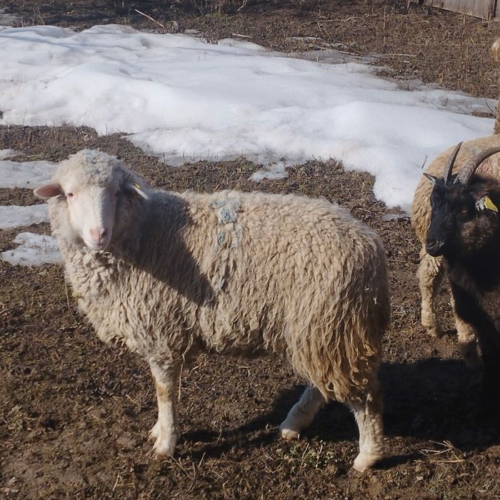 Бараны  козлы козы овцы ешки кой