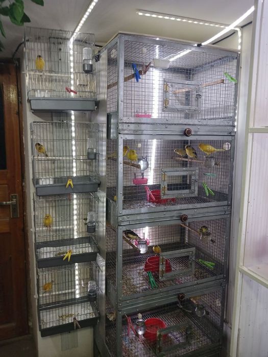 Продаётся канарейки овсяночного напева