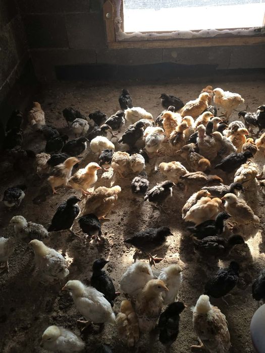 Pui de gaina disponibili