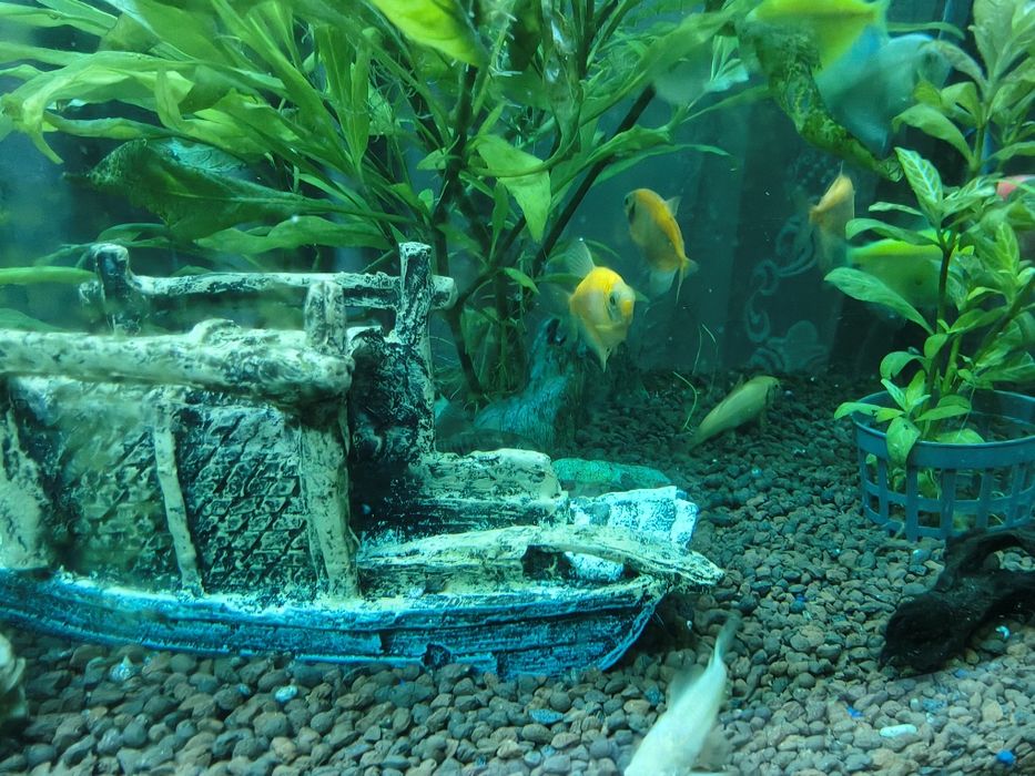 Acvariu cu pesti CLASICA