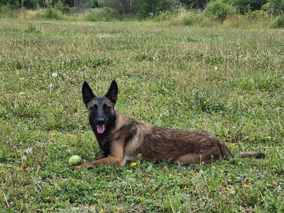 Ciobănesc belgian malinois femela