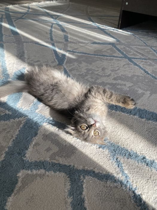 Отдам Котенка в добрые руки!