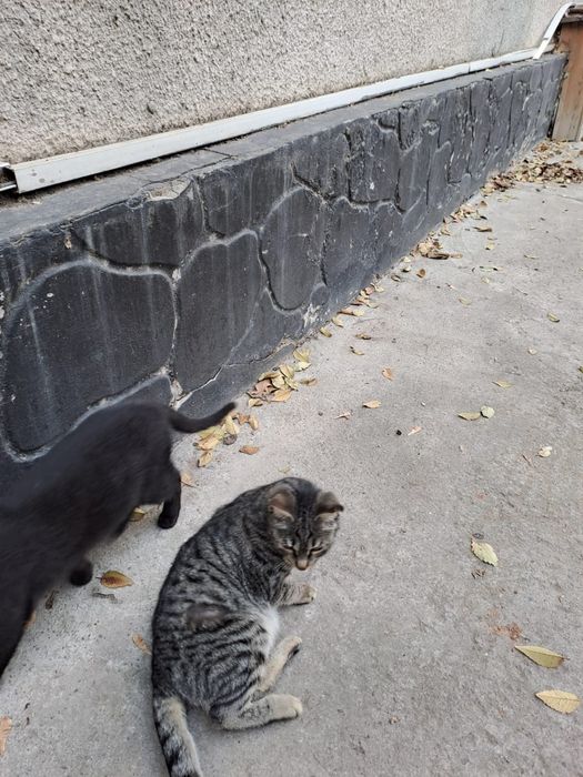 Котята. Отдам в добрые руки