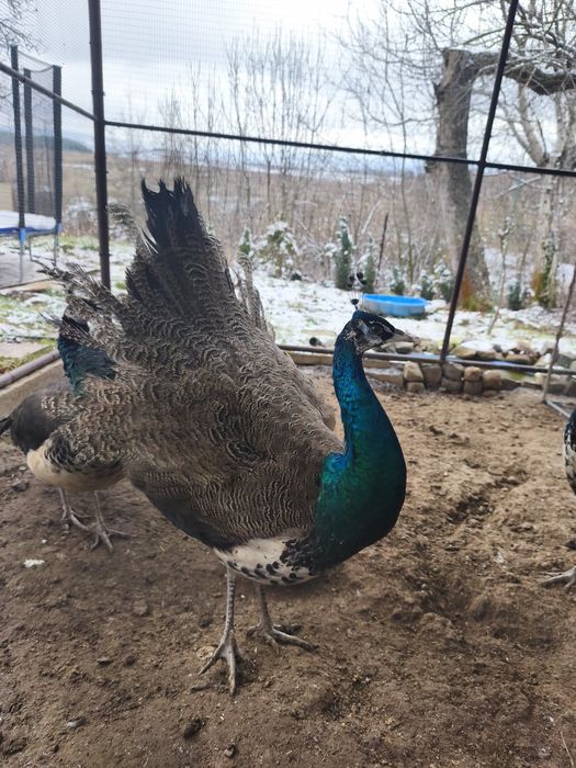 Пауни излюпени 2025