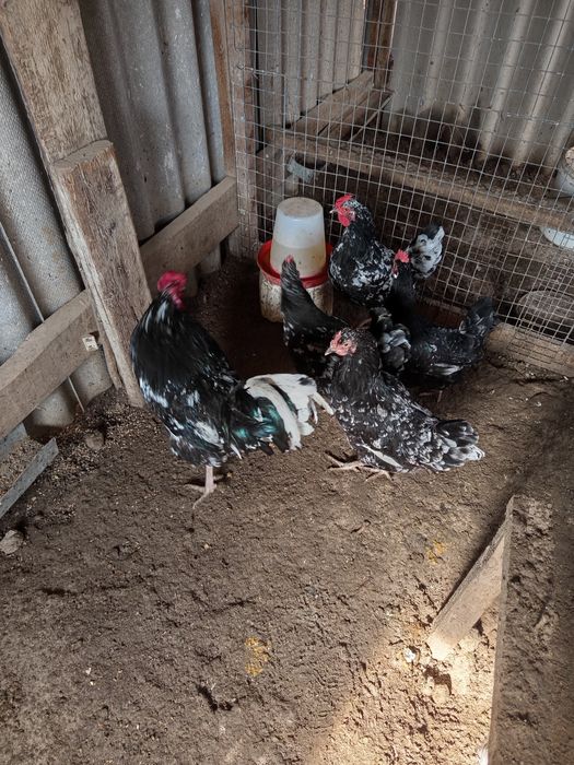 Австралоп тауықтары сатыладыылады