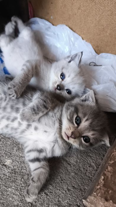 Продаю вислоухих котят