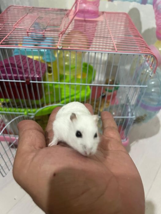 Хомяк джунгарский с клеткой