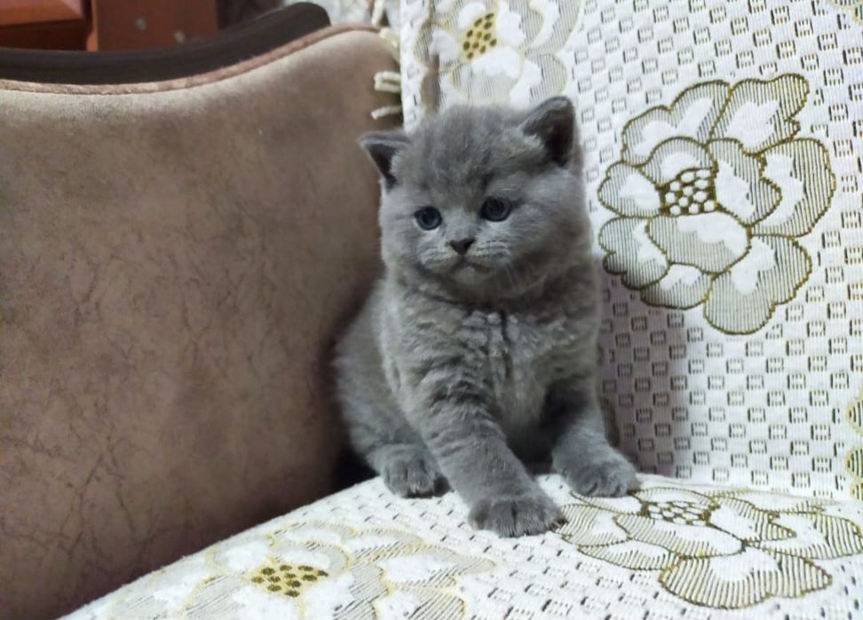 Британские Нежные Плюшки.