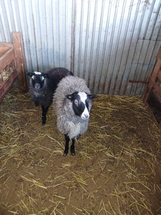 Продам романовских кошкарчиков