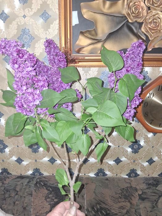 Сирень в букет. Ароматная.