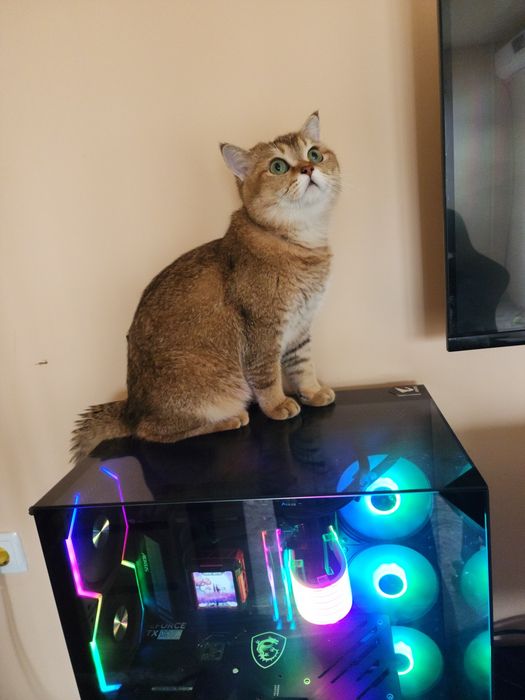 Вязка Vyazka Britanskiy shinshilla Toza qon