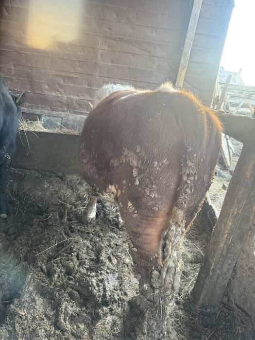 Продаммм бычковв