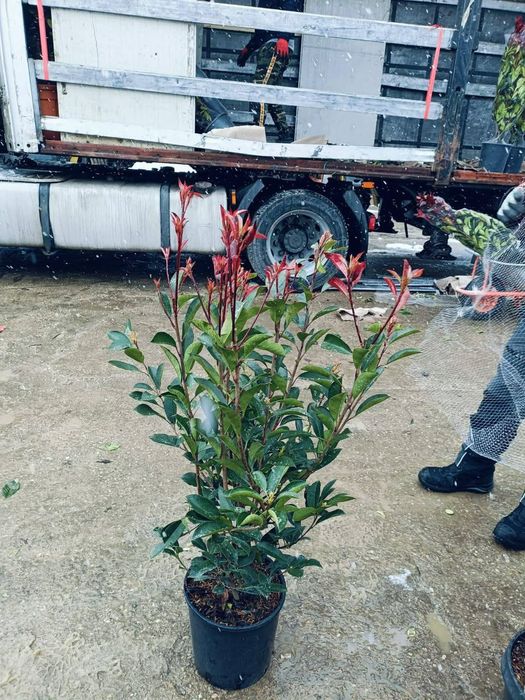 Plante ornamentale