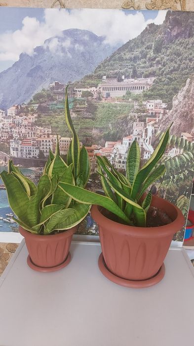 Продам домашние растения.