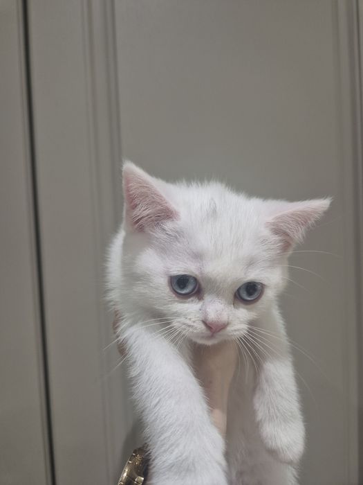 Британски котенца