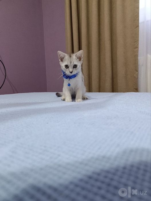 Продаются котята
