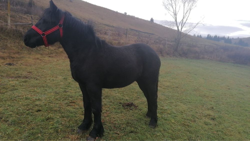 Manza de 1 an vanare