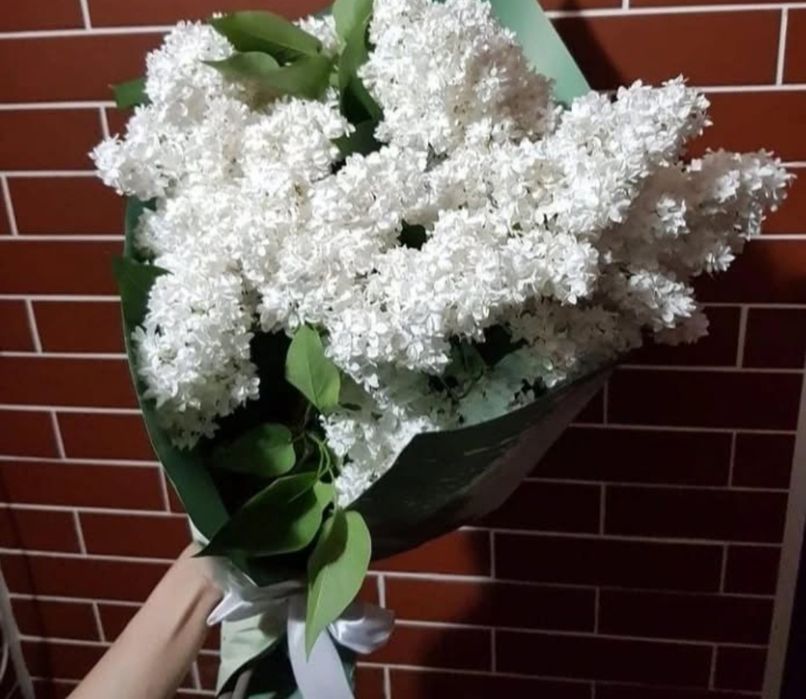 Сирень 1 ветка 500 тг