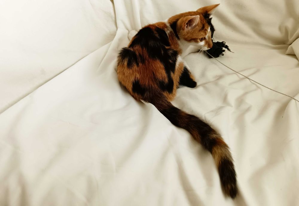 Подарявам малко котенце/ Kleine Katze zu verschenken