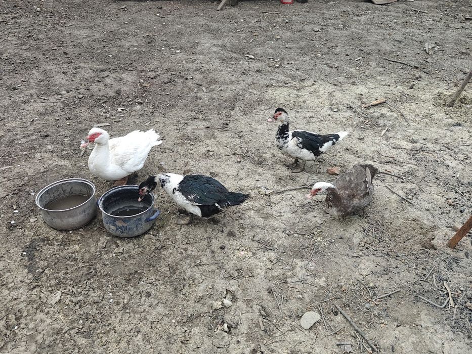Vand rate mute leșești